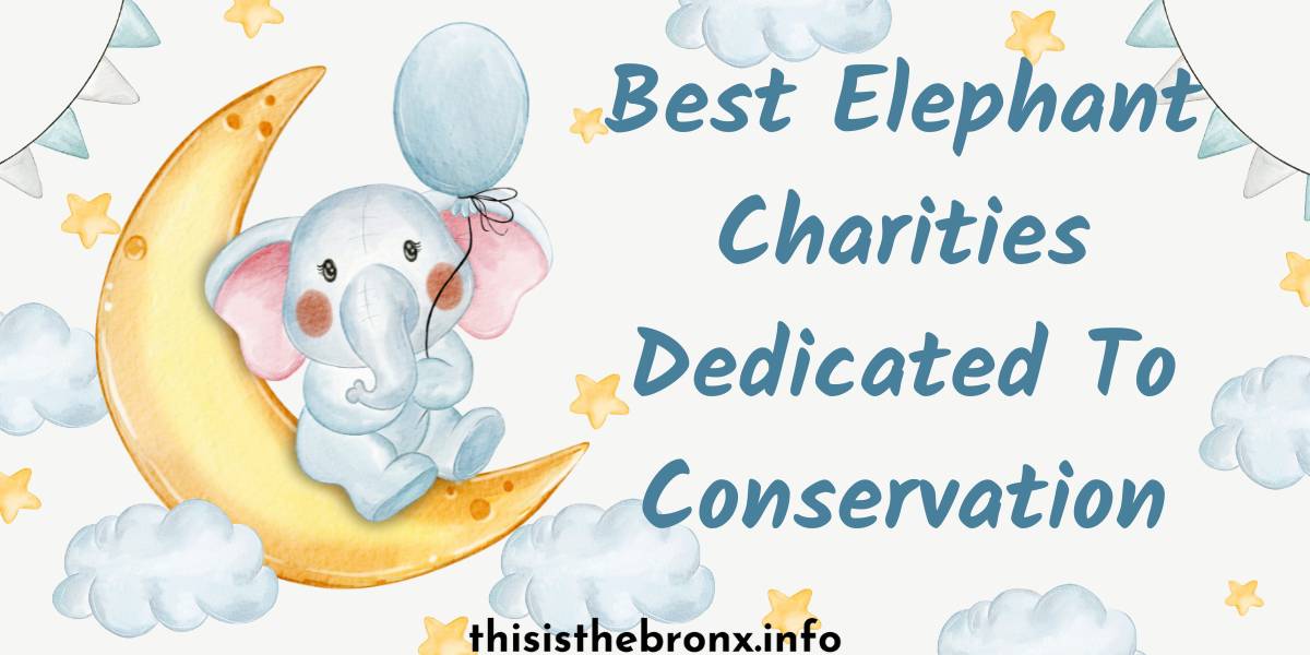 10 Best Elephant Charities That Support Elephants