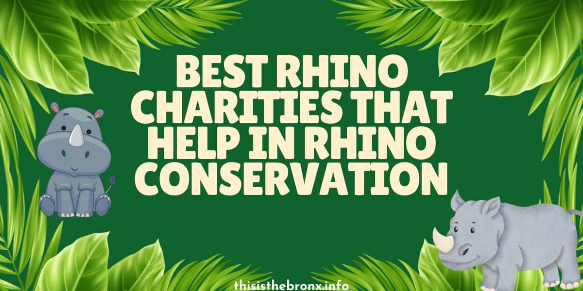 8 Best Rhino Charities That Help in Rhino Conservation
